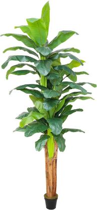 Picture of 6" Banana