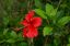 Picture of Hibiscus 10"