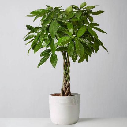 Picture of 6" Money Tree