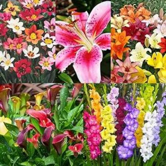 Picture of Annuals 8"