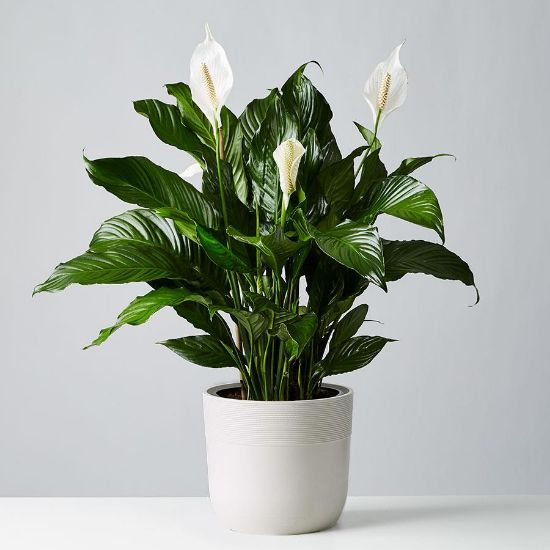 Picture of Peace Lily 4"
