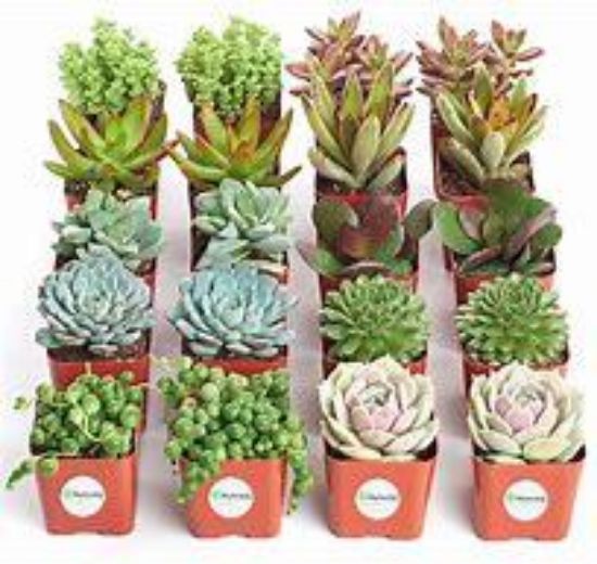 Picture of Assorted Succulent 4"