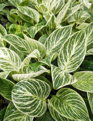 Picture of Philodendron 6"