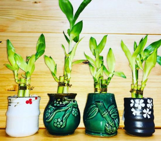 Picture of 4"4"6"bamboo W.pot/4"4"6" (40)