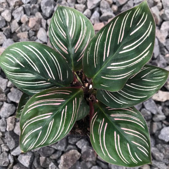 Picture of Calathea 6"