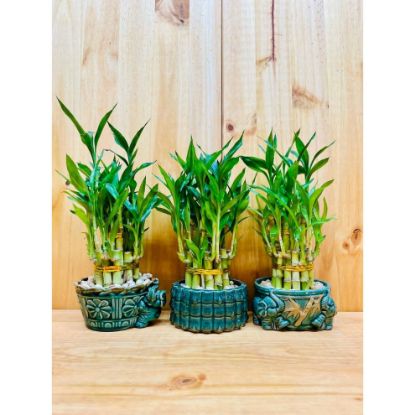 Picture of Lucky Bamboo In Fence Vase