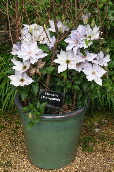 Picture of Clematis