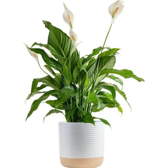Picture of Peace Lily In Clay Pot
