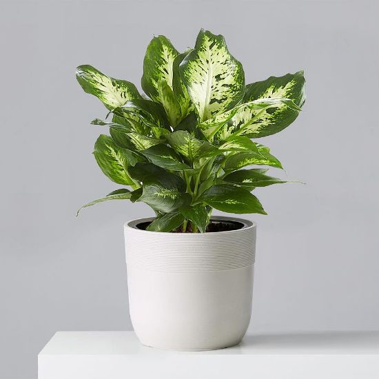 Picture of 6" Dieffehbichia