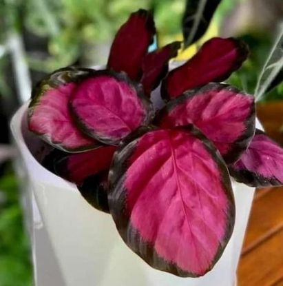 Picture of Calathea Plant 6" Plant