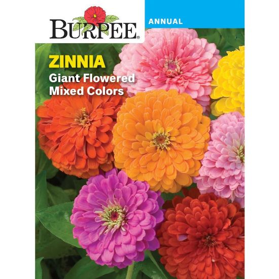 Picture of Zinnia Giant Flowered Mix