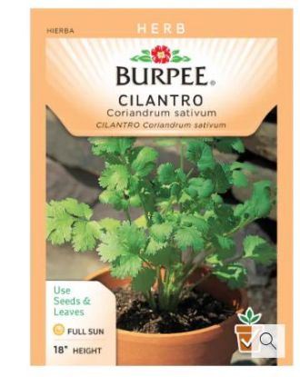 Picture of Cilantro Seeds