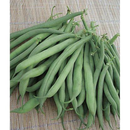 Picture of Stringless Garden Bean Seeds