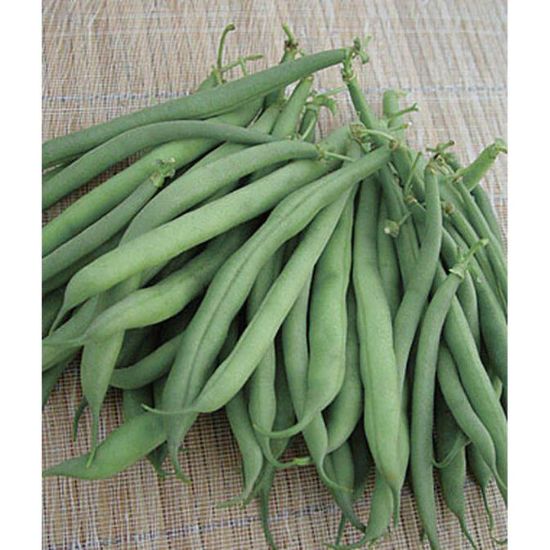 Picture of Stringless Garden Bean Seeds