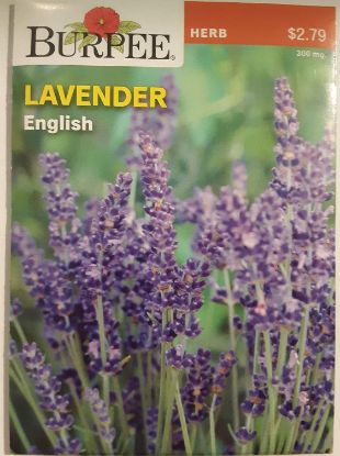 Picture of English Lavender Seeds