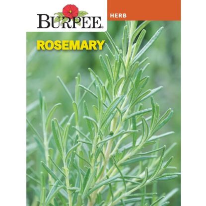 Picture of Rosemary Seeds