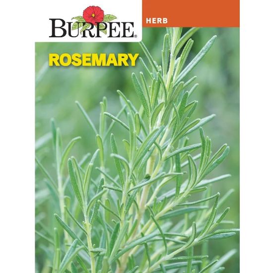Picture of Rosemary Seeds