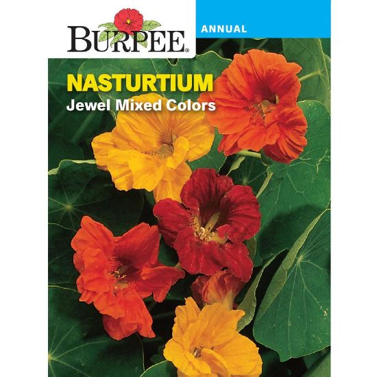 Picture of Nasturtium Jewel Mixed Colors
