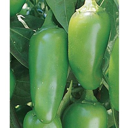 Picture of Jalapeno Hot Pepper Seeds