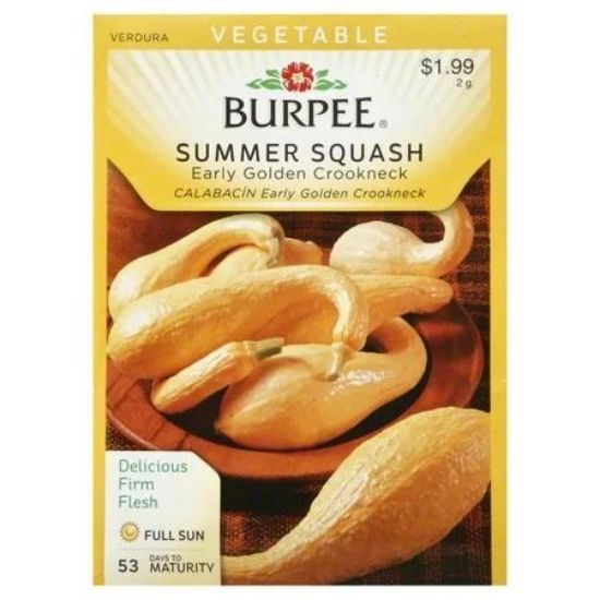 Picture of Crookneck Summer Squash