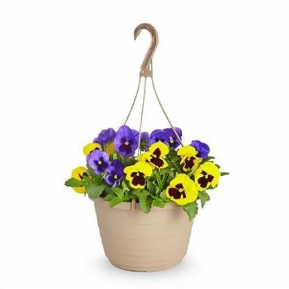 Picture of Pansies 6"