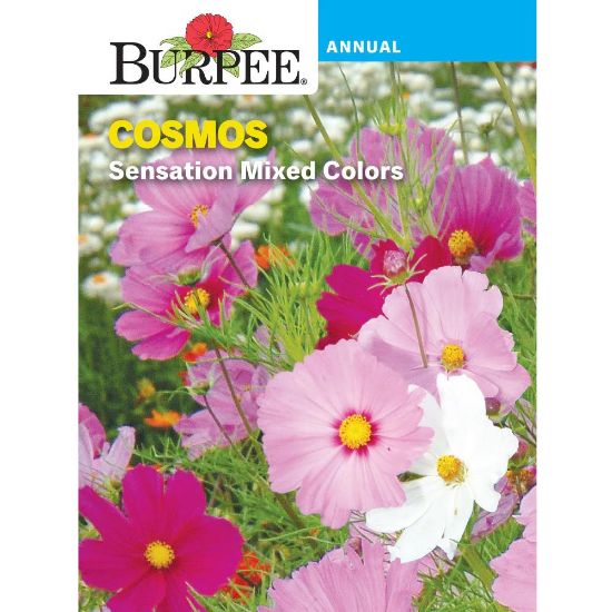 Picture of Cosmos,sensation Mixed Colors