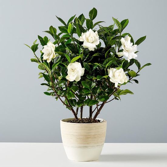 Picture of Gardenia 6"