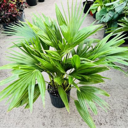 Picture of Palm Chinese Fan 10"