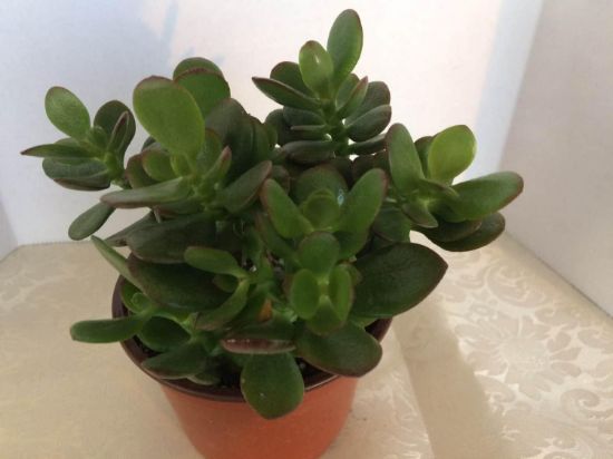 Picture of Mini Jade 4"