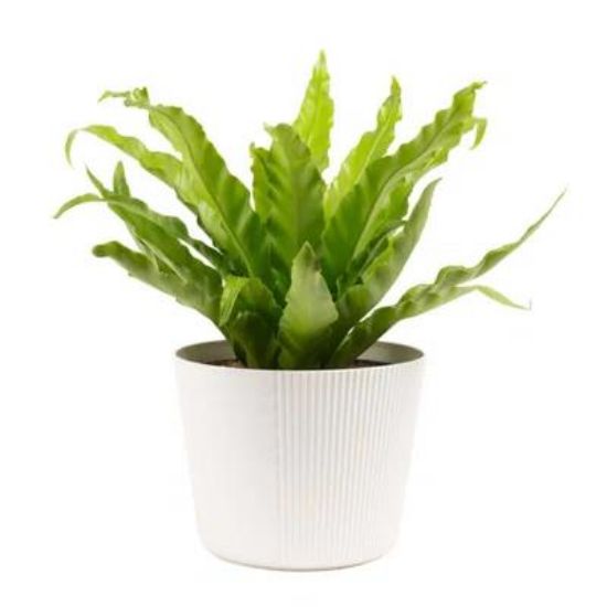 Picture of Fern Birdnest 6"