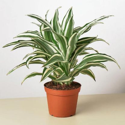 Picture of Dracaena 10"