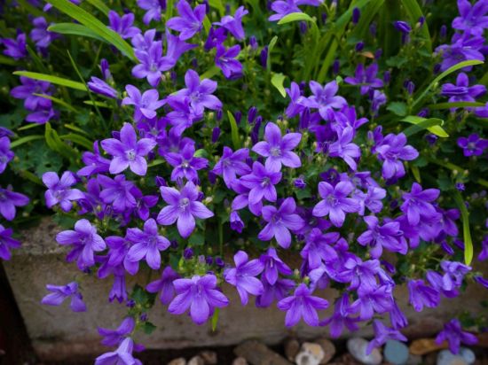 Picture of Campanula 4"