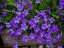 Picture of Campanula 4"