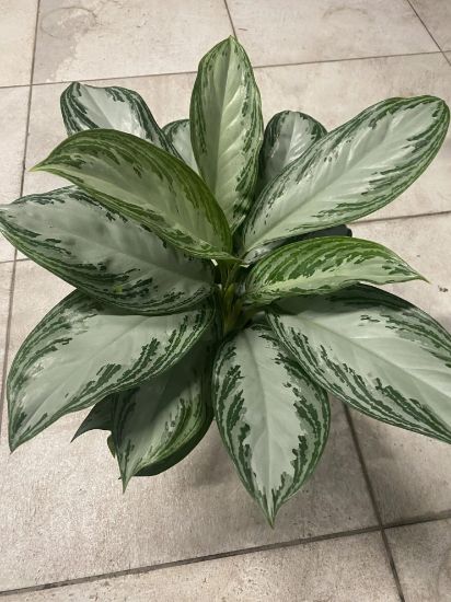 Picture of Aglaonema Silver Bay 6"