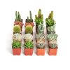 Picture of Cactus Assorted 4"