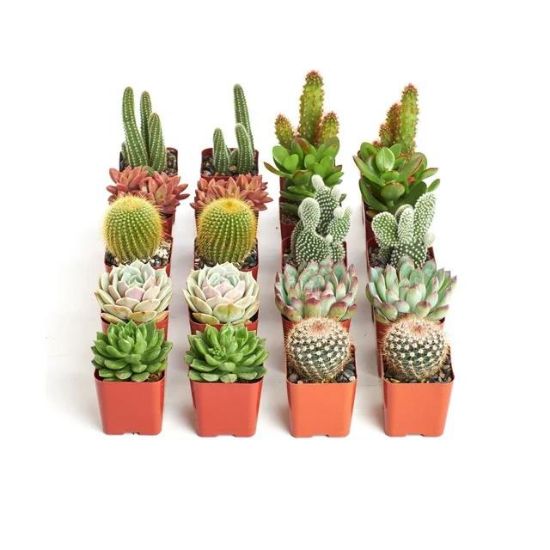 Picture of Cactus Assorted 4"