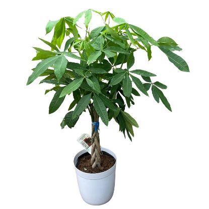 Picture of Pachira 5" Braid Ceramic