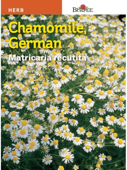 Picture of German Chamomile Seeds