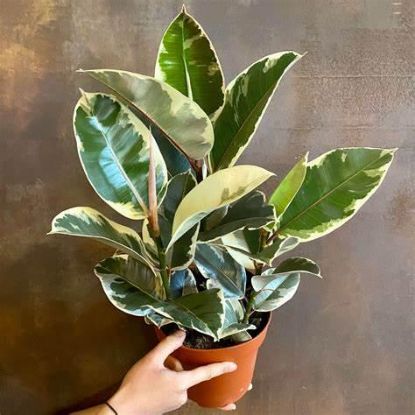 Picture of Ficus Plant