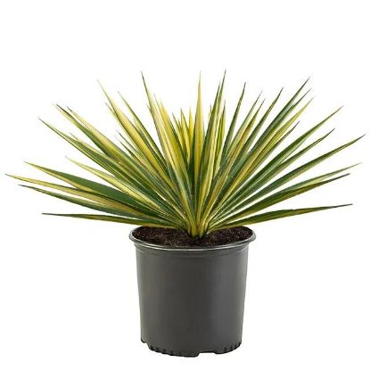 Picture of Yucca Cane 10"