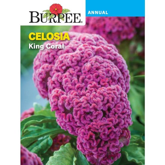 Picture of Celosia,king Coral